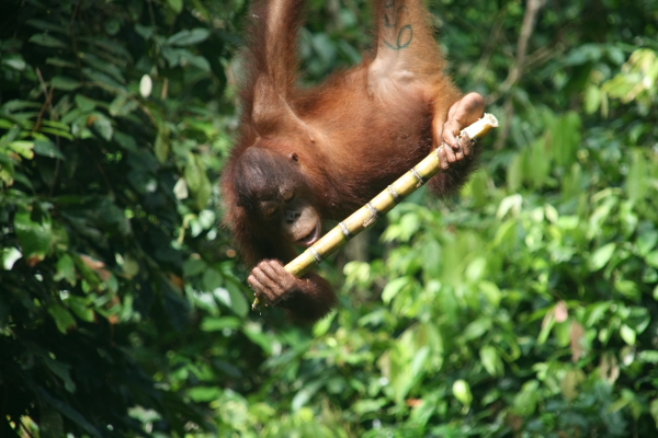 orangutan in sepilok.JPG